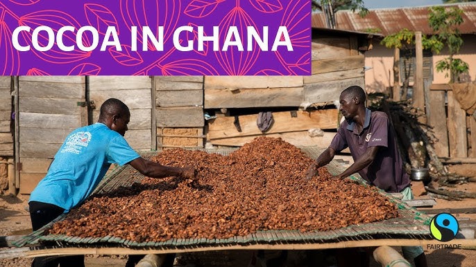 ‘Ghanese cacaosector stort in binnen vijf jaar’ 