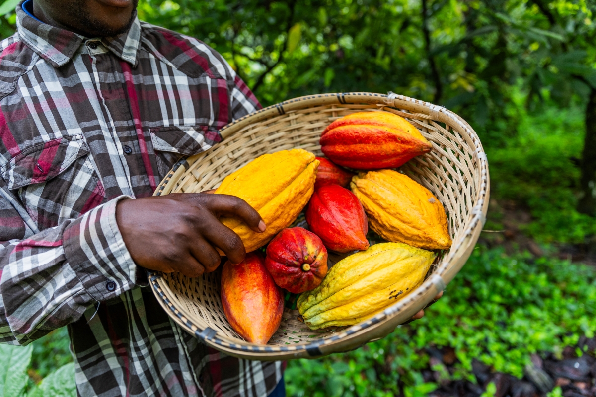 Ghanese cacaoboeren hamsteren 