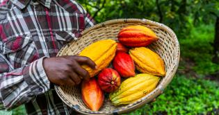 Ghanese cacaoboeren hamsteren 